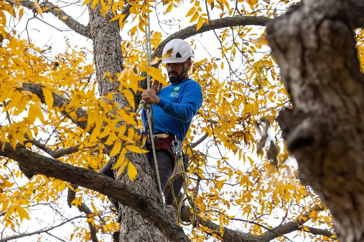 Skilled Tree Planting crew working in Martinsburg